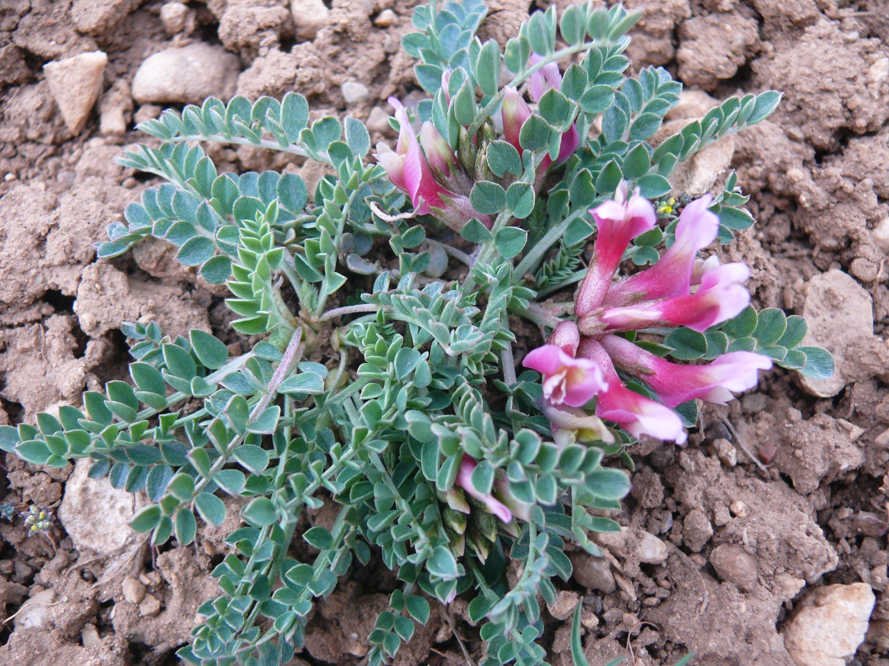 Astragalus spruneri