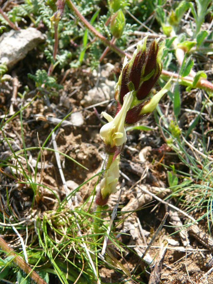 Astragalus suberosus