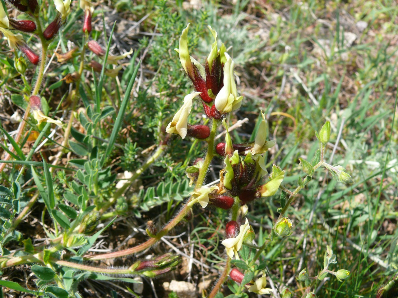 Astragalus suberosus