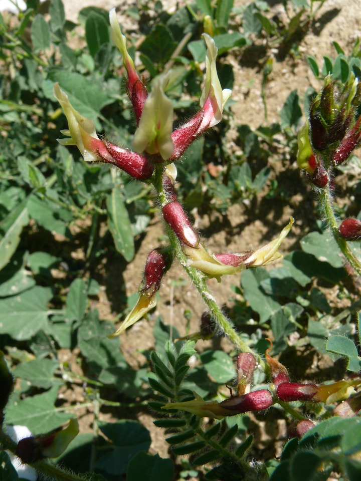 Astragalus suberosus