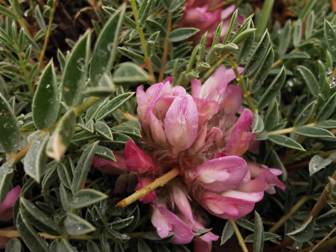 Astragalus wiedemannianus
