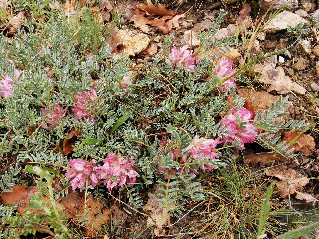 Astragalus wiedemannianus