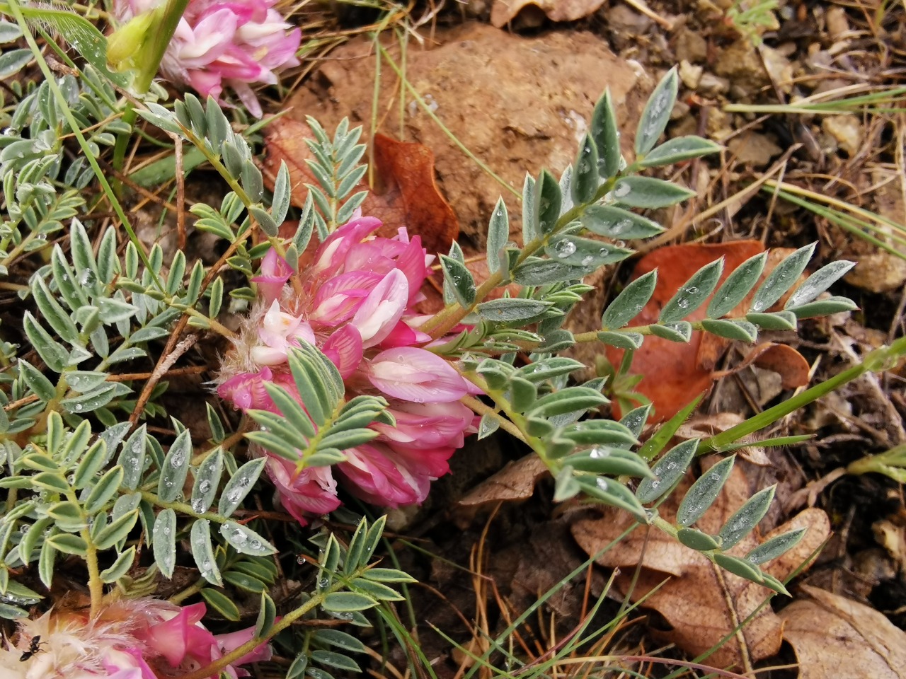Astragalus wiedemannianus