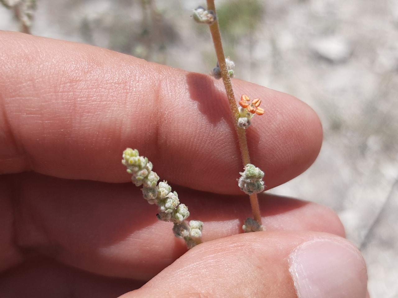 Bassia prostrata 