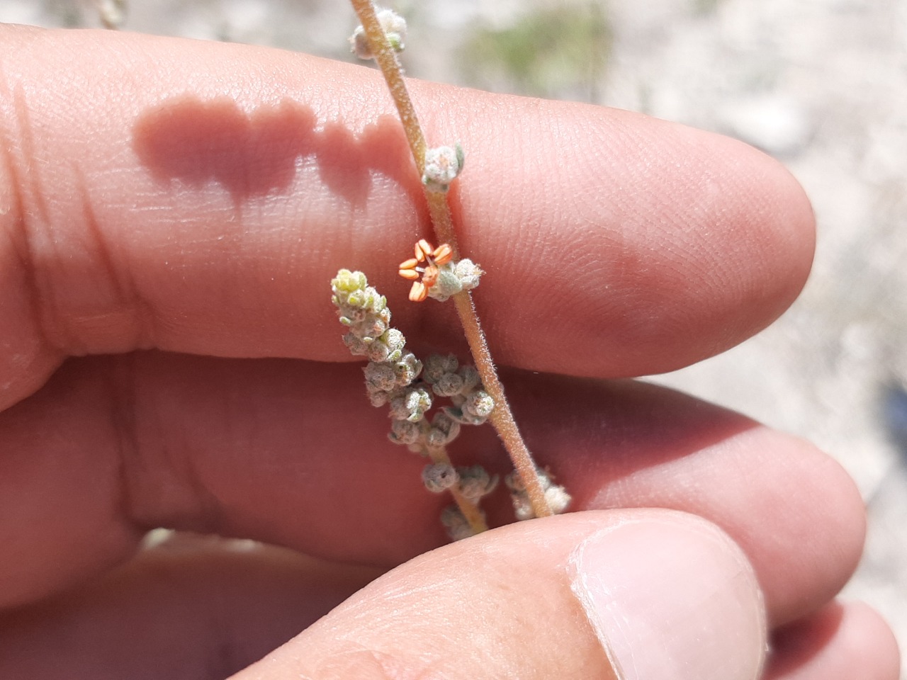 Bassia prostrata 