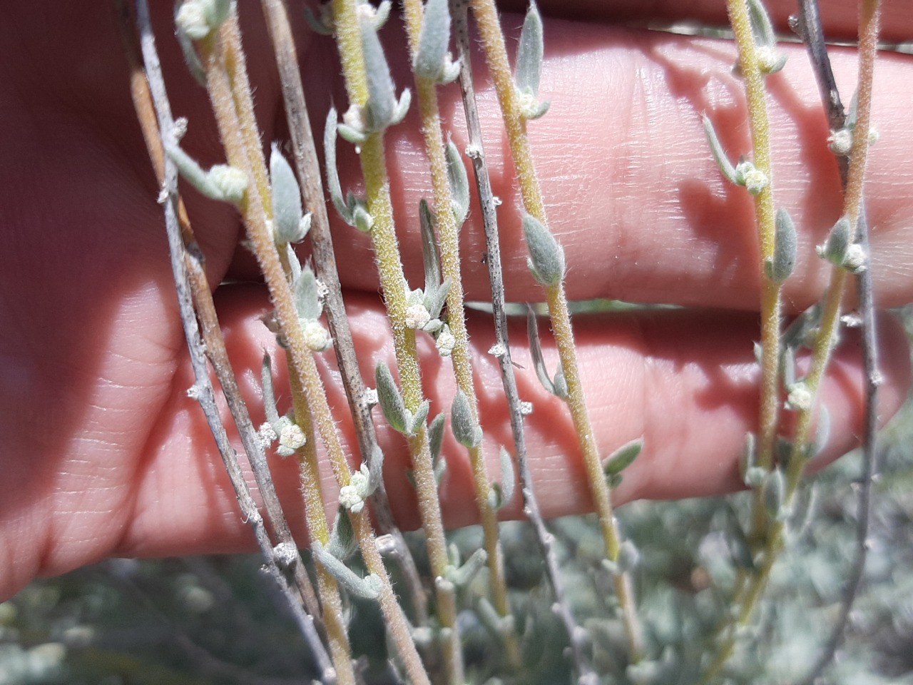 Bassia prostrata 