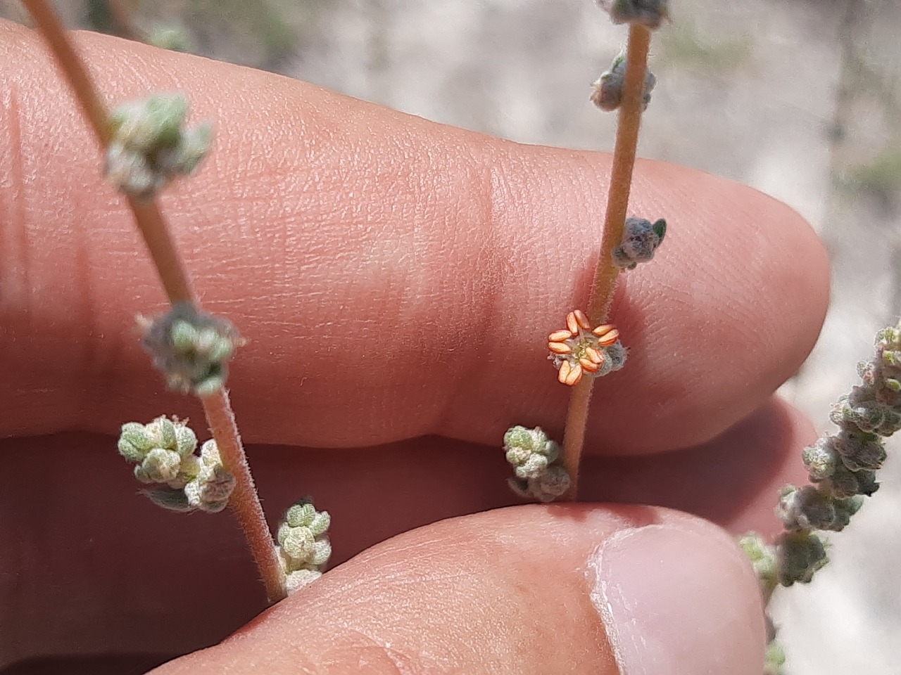 Bassia prostrata 