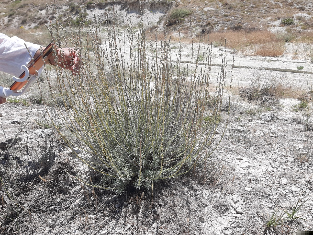 Bassia prostrata 