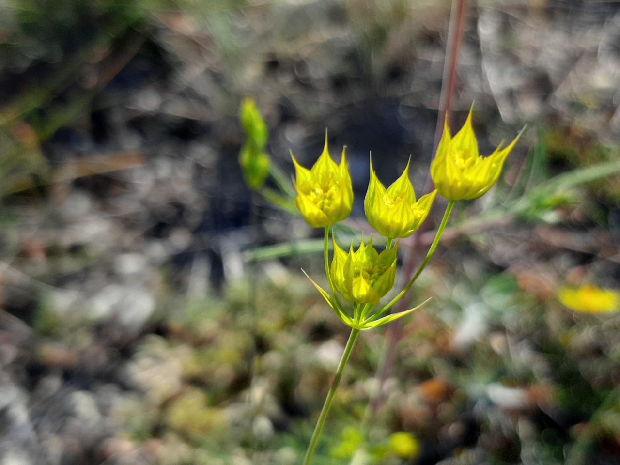 Bupleurum flavum 