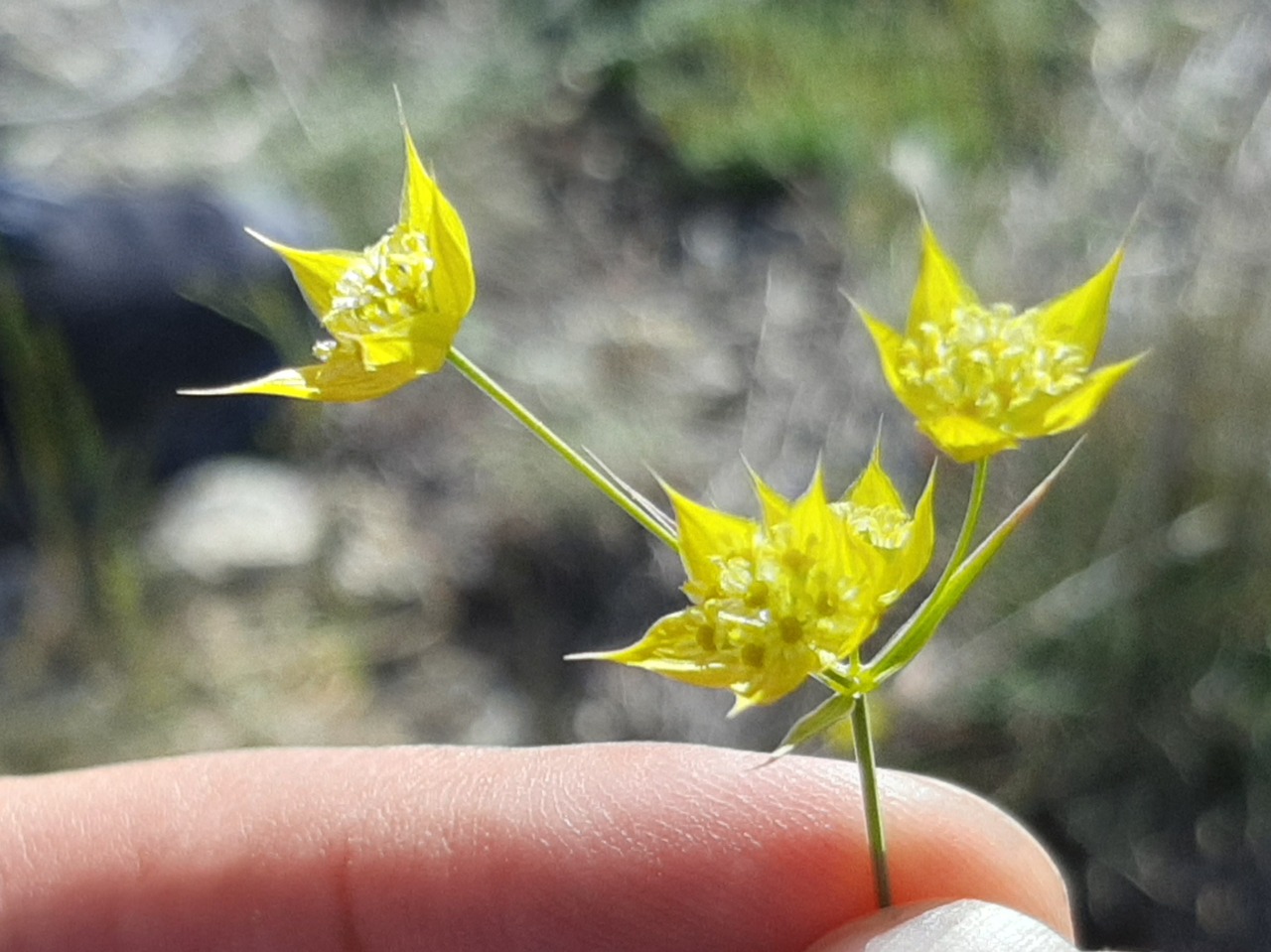 Bupleurum flavum 