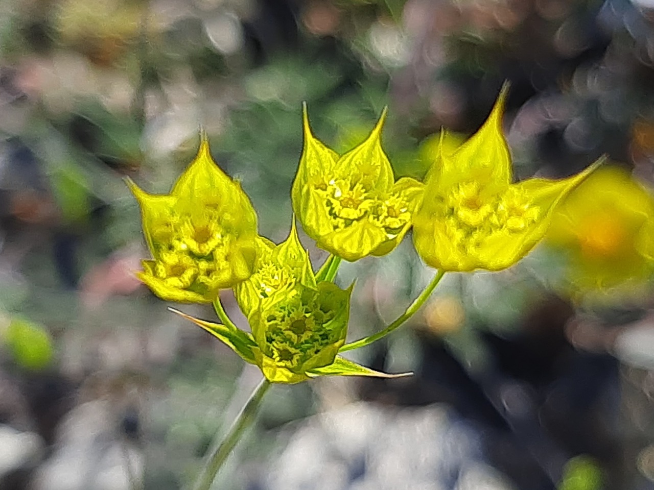 Bupleurum flavum 