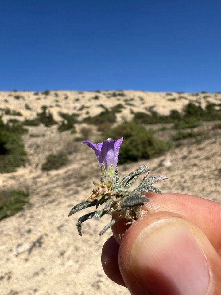 Campanula damboldtiana 