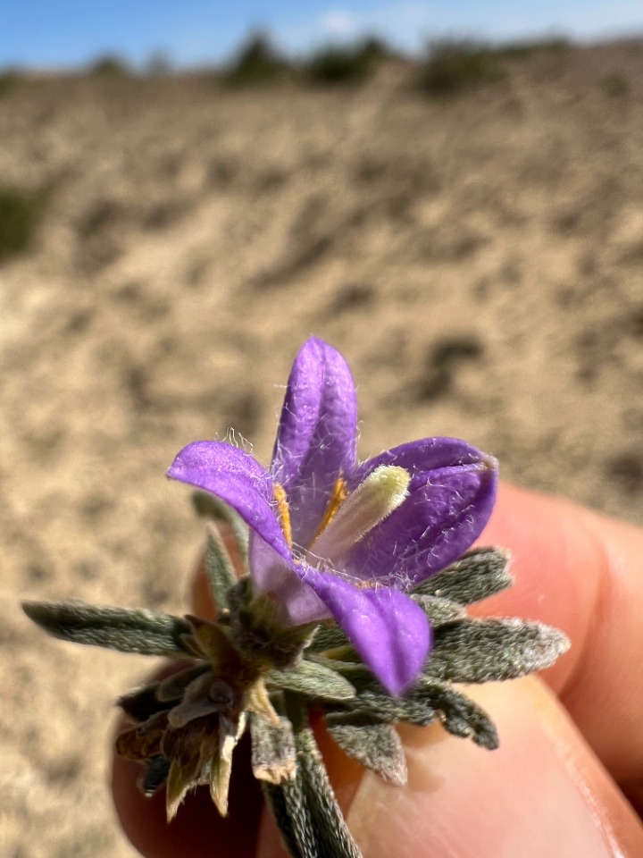 Campanula damboldtiana 