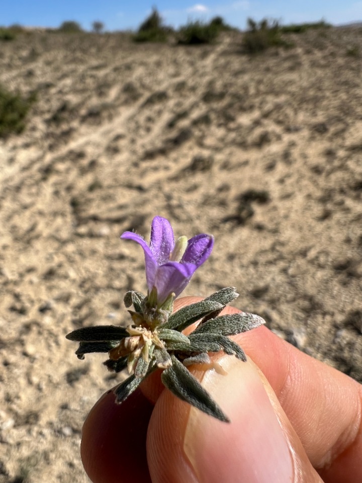 Campanula damboldtiana 