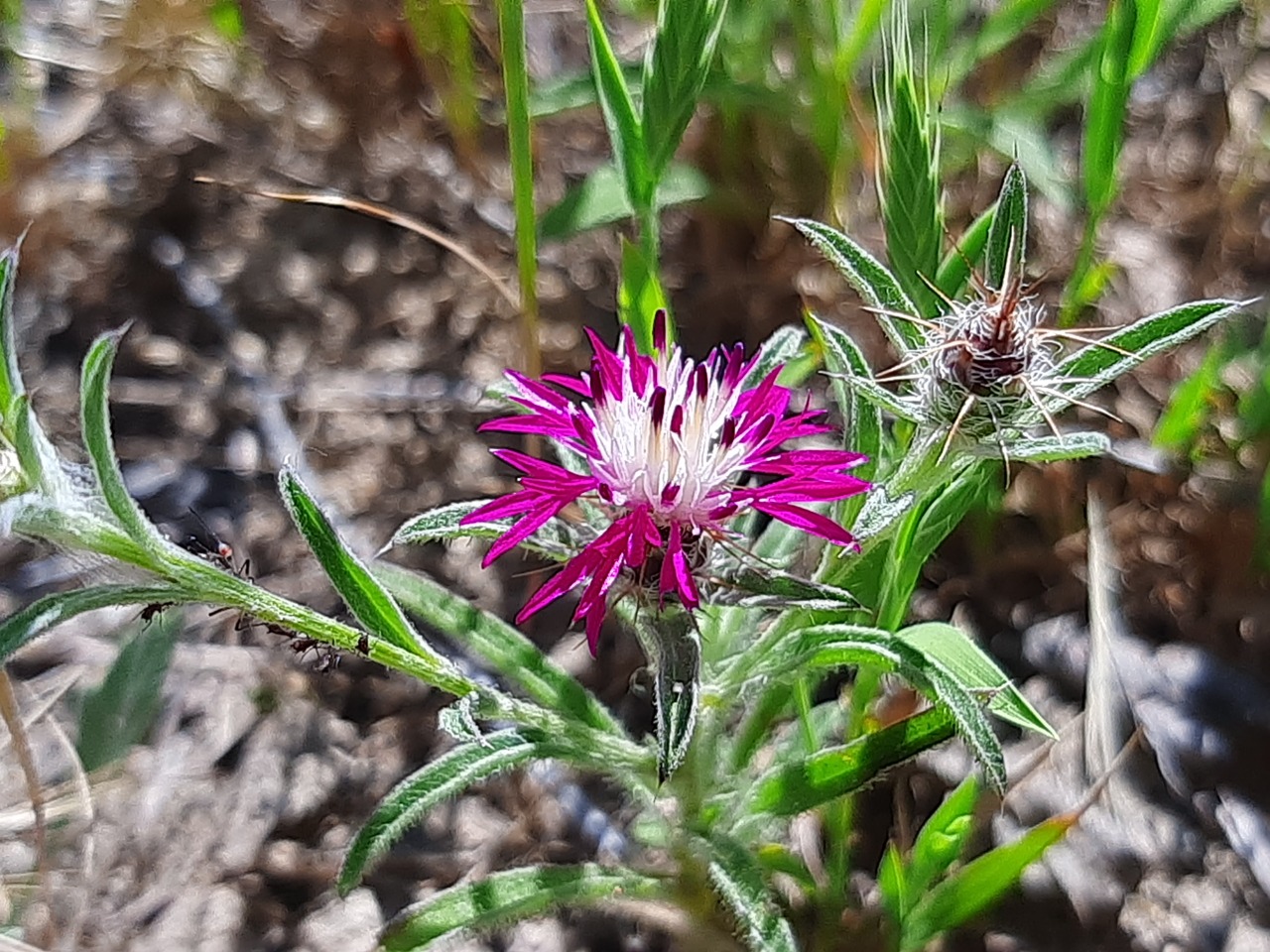 Centaurea patula 