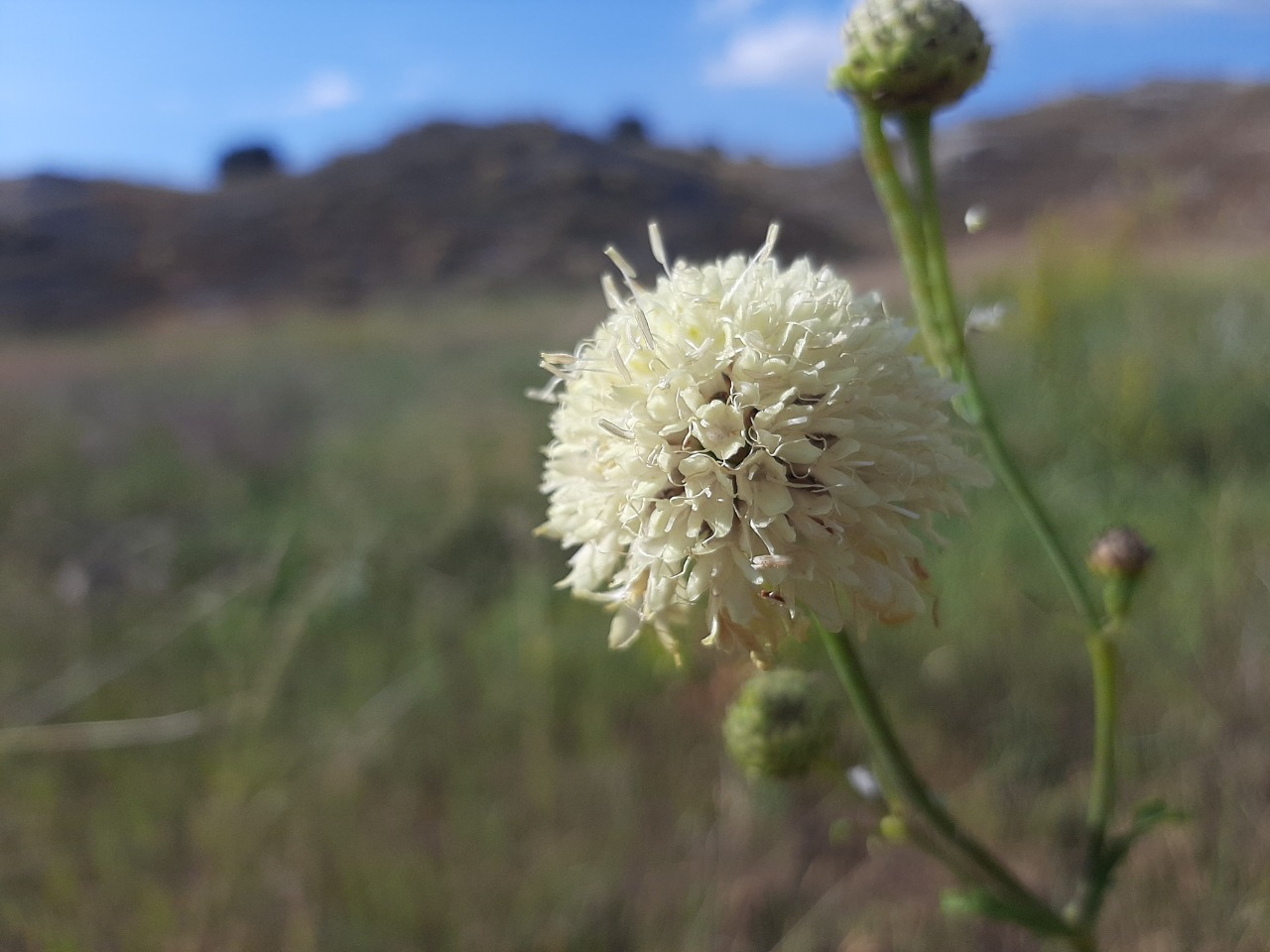 Cephalaria aristata 