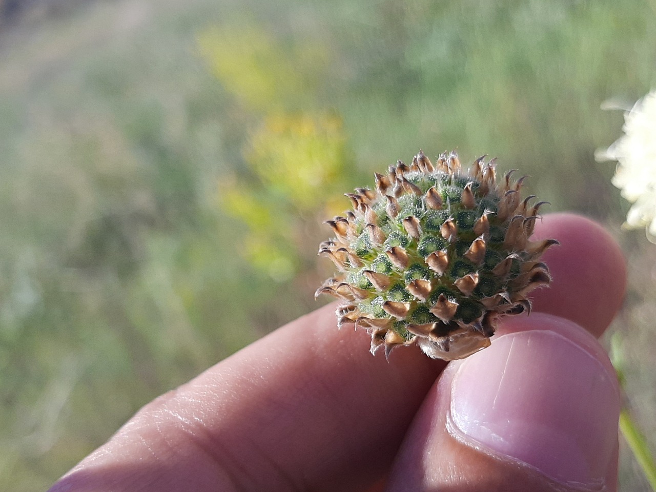 Cephalaria aristata 