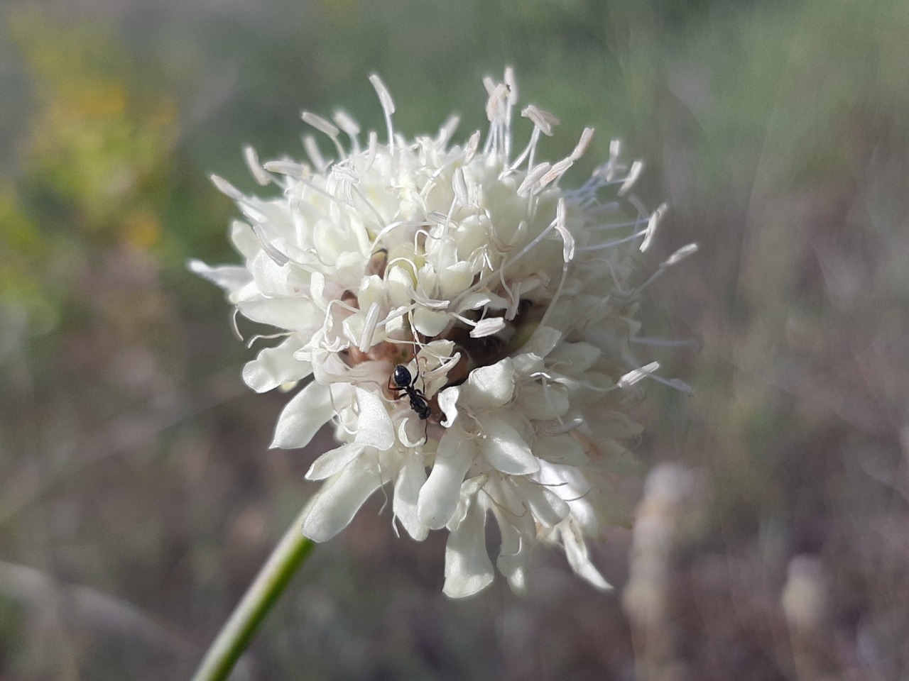 Cephalaria aristata 