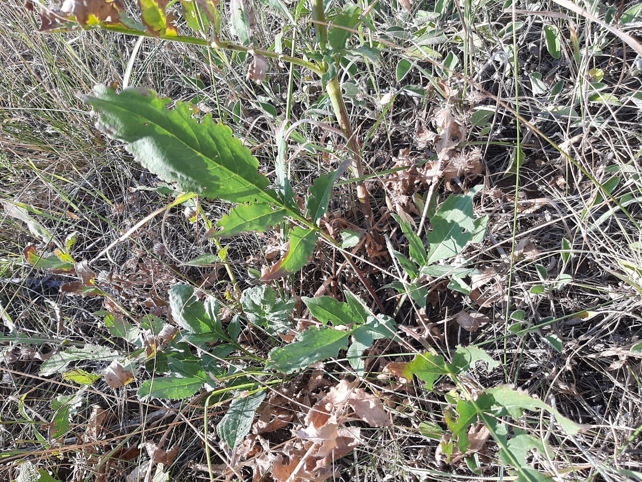 Cephalaria aristata 