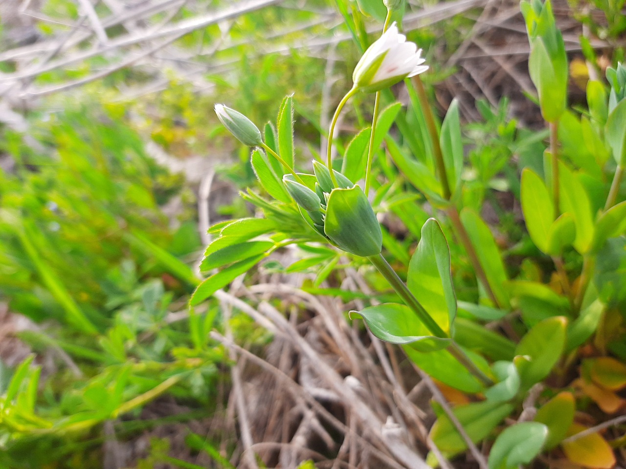 Cerastium perfoliatum 