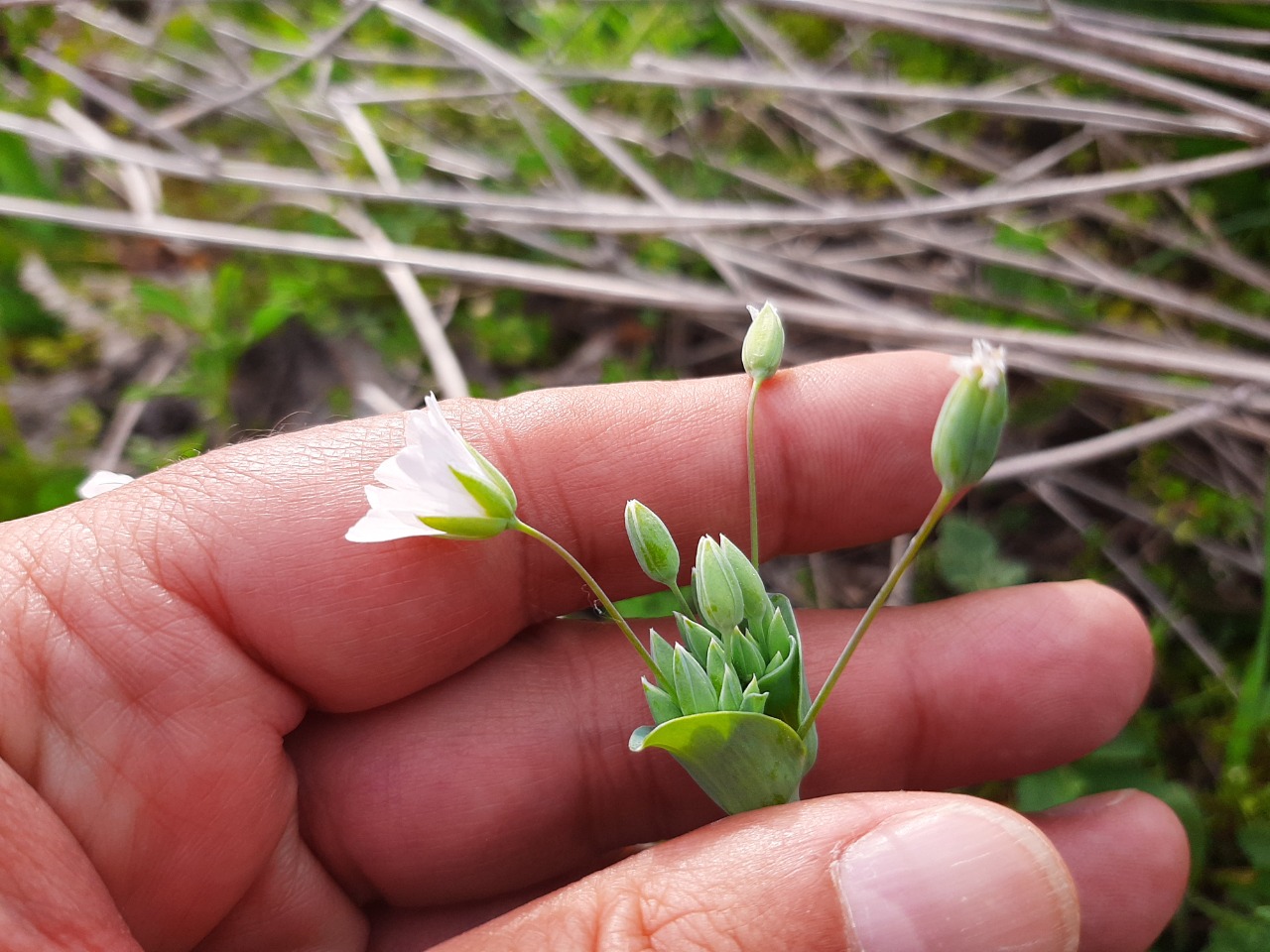 Cerastium perfoliatum 