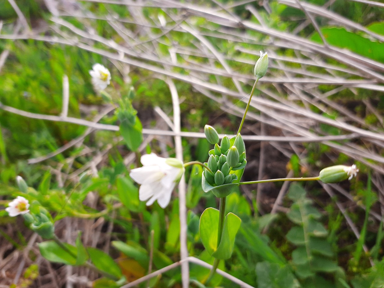 Cerastium perfoliatum 