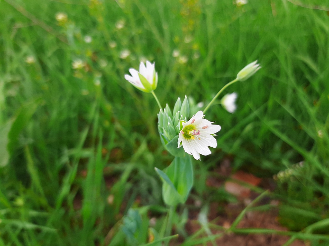 Cerastium perfoliatum 