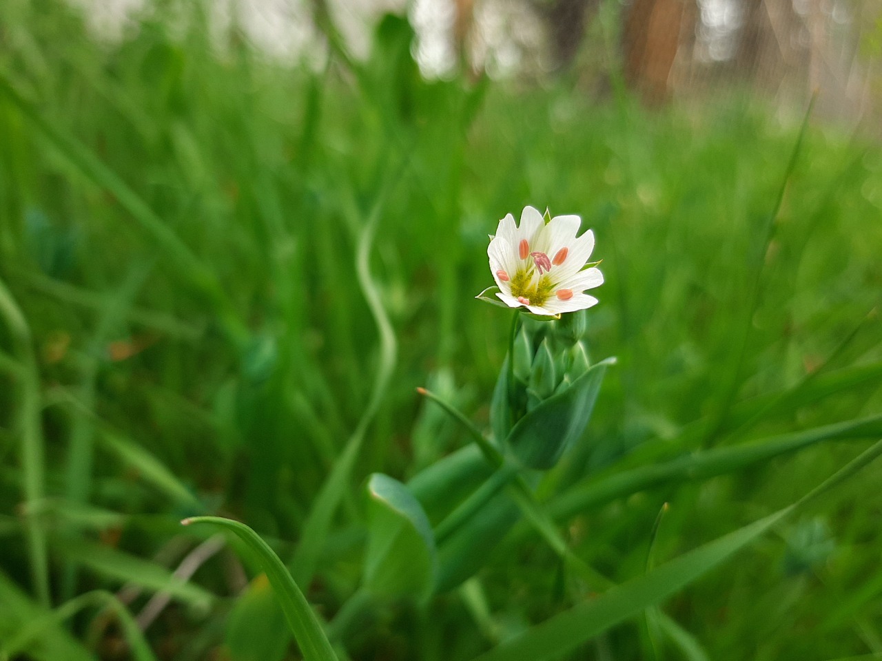 Cerastium perfoliatum 