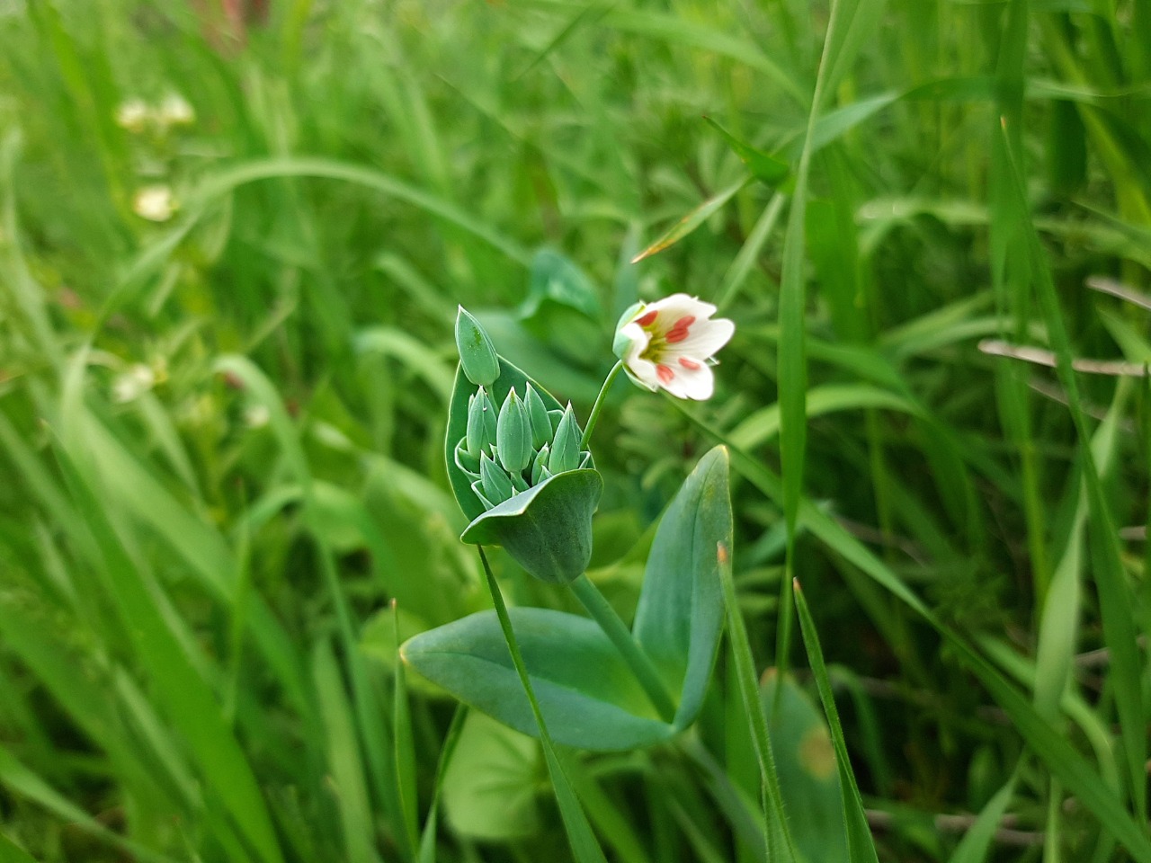 Cerastium perfoliatum 