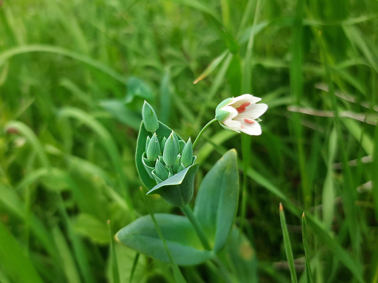 Cerastium perfoliatum 