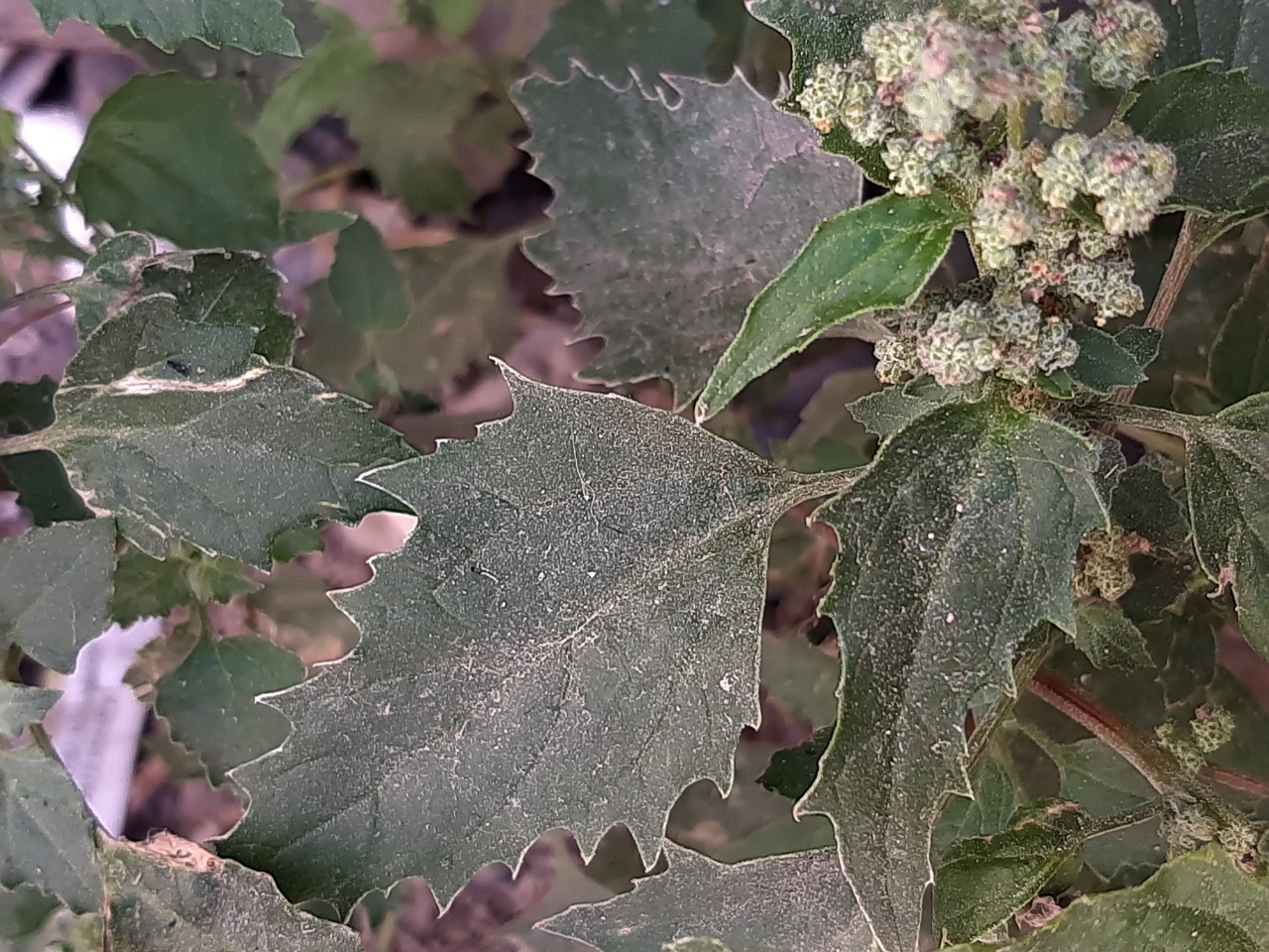 Chenopodium murale 