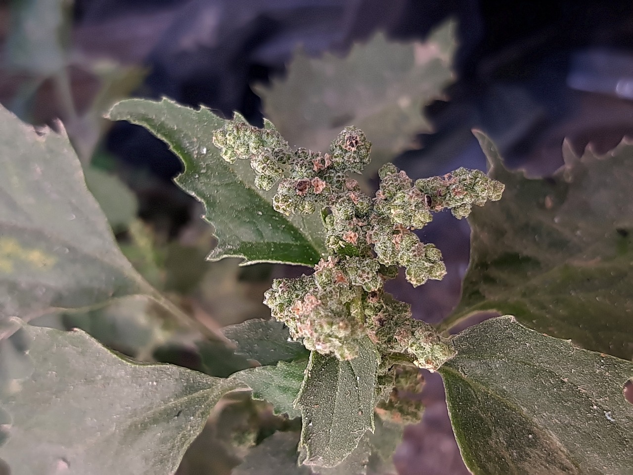 Chenopodium murale 