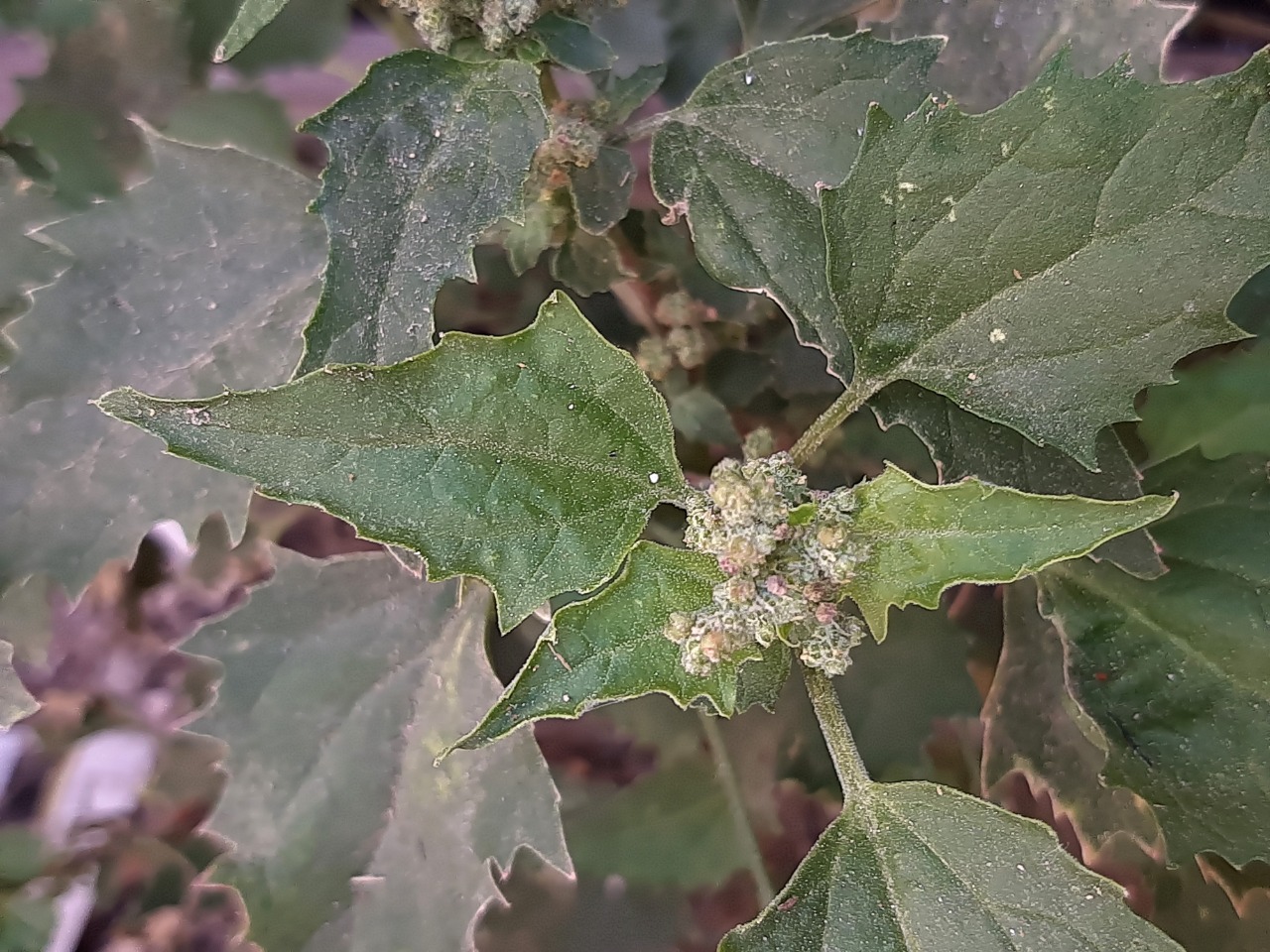 Chenopodium murale 