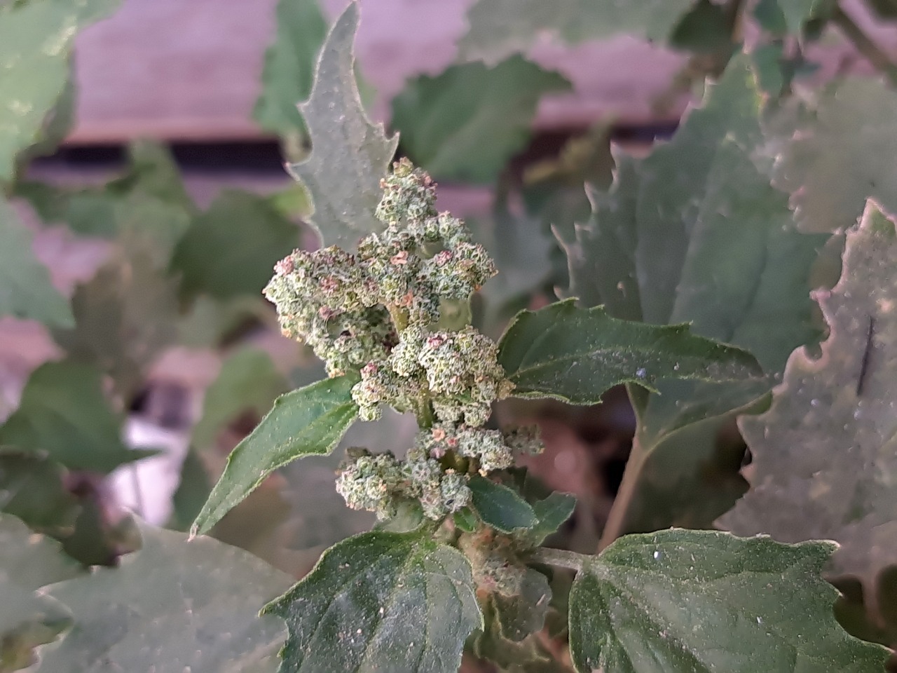 Chenopodium murale 