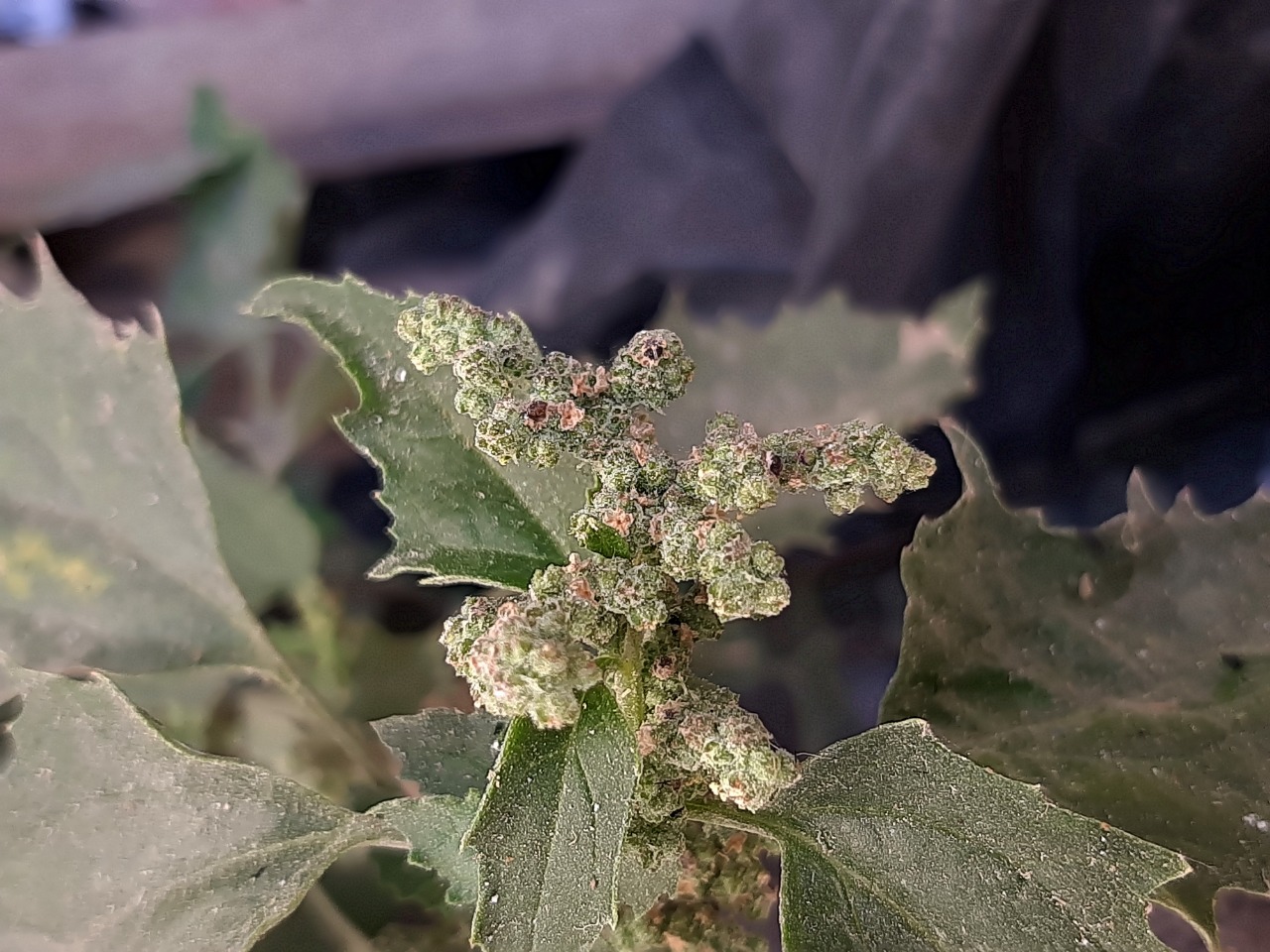 Chenopodium murale 