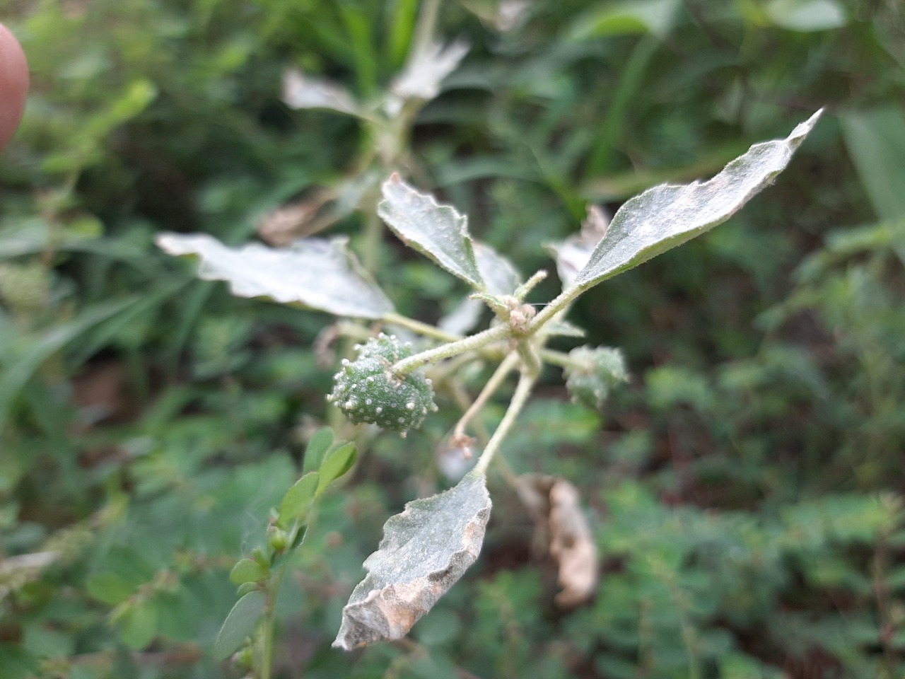 Chrozophora tinctoria 