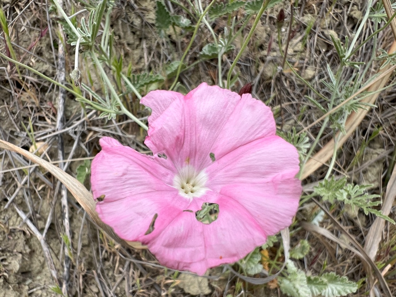 Convolvulus elegantissimus 