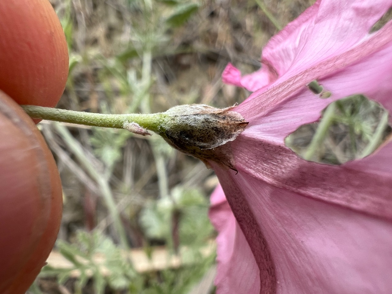 Convolvulus elegantissimus 