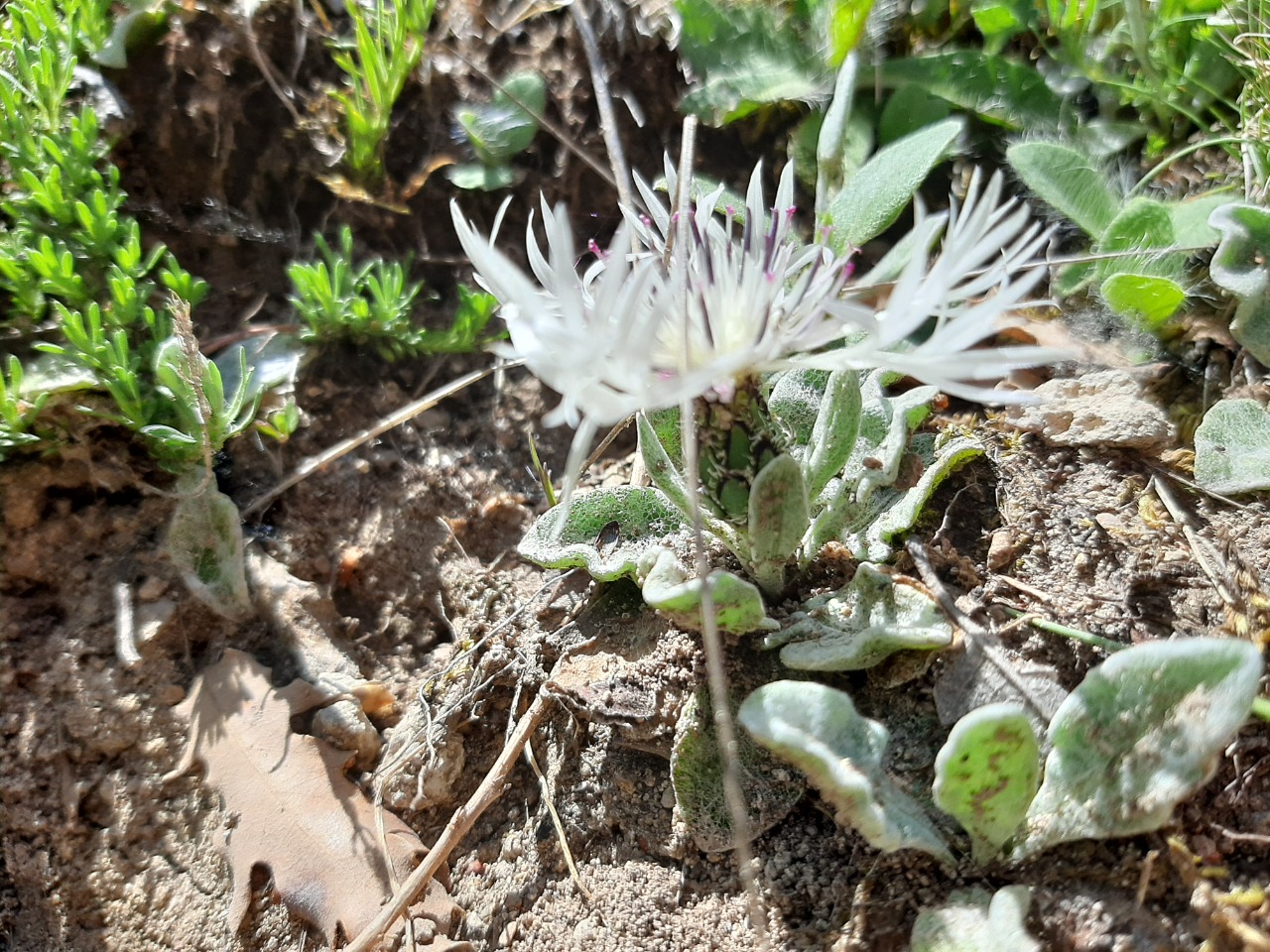 Cyanus thirkei 