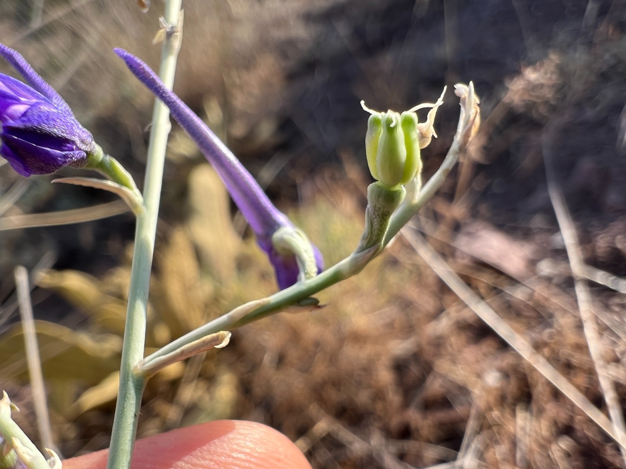 Delphinium venulosum 