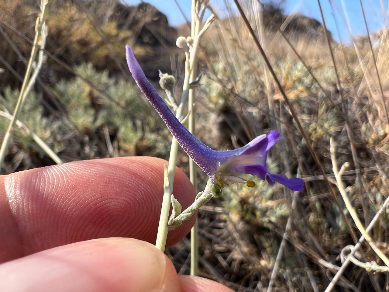 Delphinium venulosum 