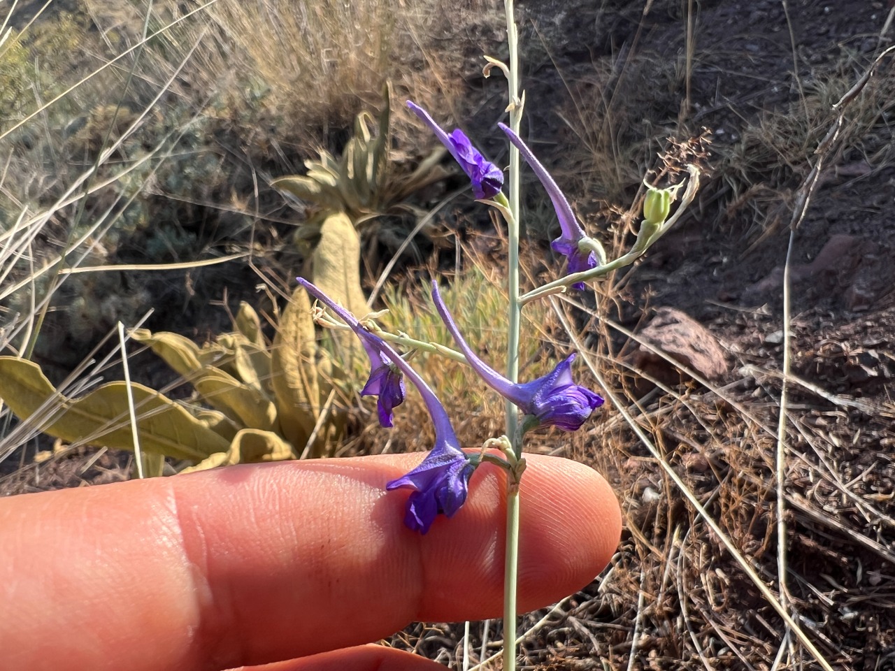 Delphinium venulosum 