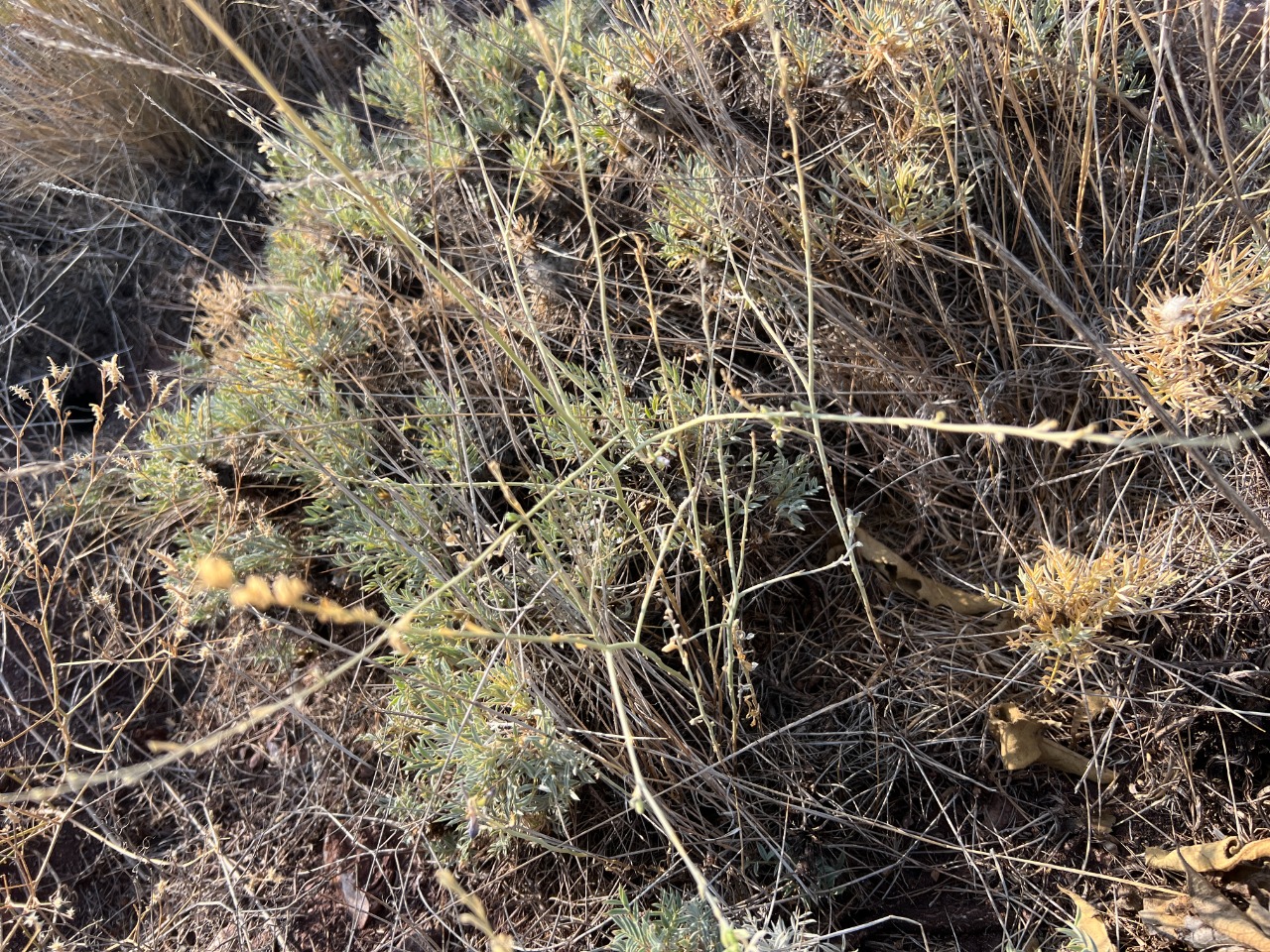 Delphinium venulosum 