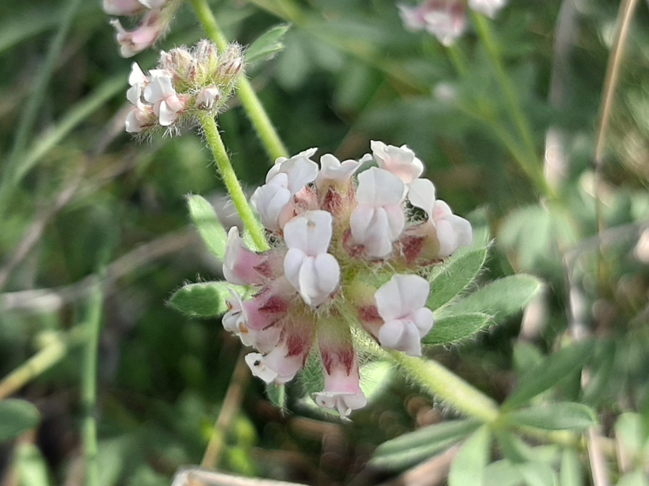 Dorycnium pentaphyllum subsp. anatolicum 