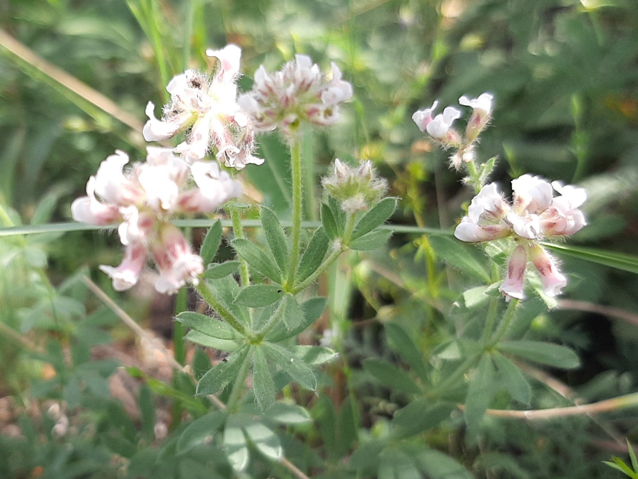 Dorycnium pentaphyllum subsp. anatolicum 