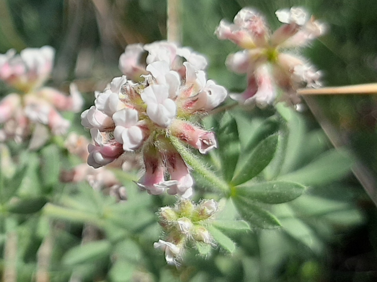 Dorycnium pentaphyllum subsp. anatolicum 