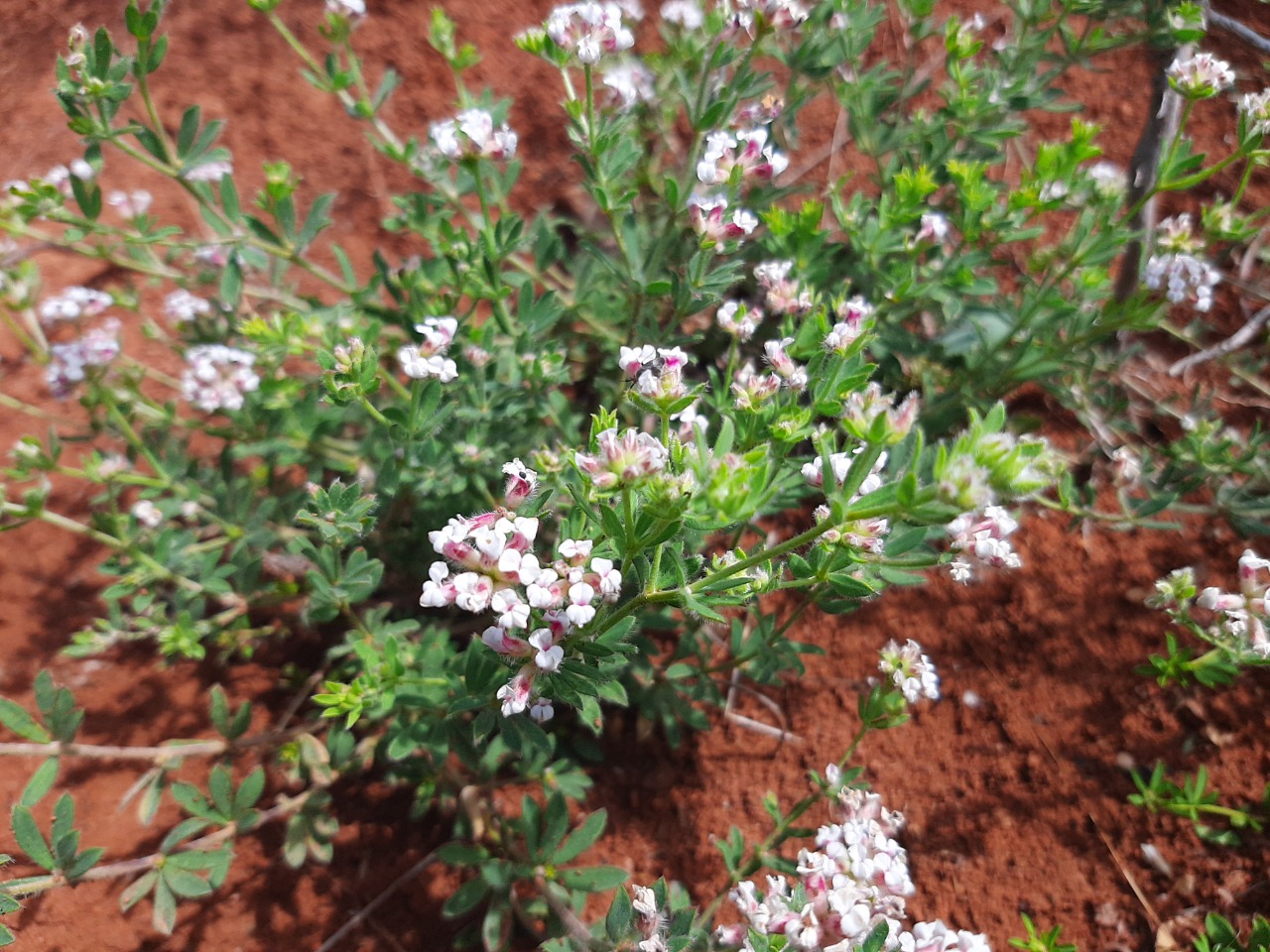 Dorycnium pentaphyllum subsp. anatolicum 