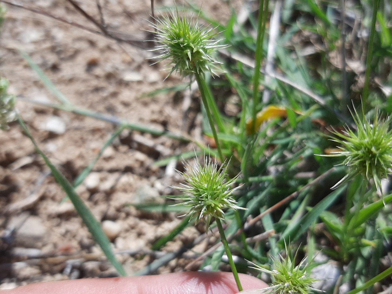 Echinaria capitata 