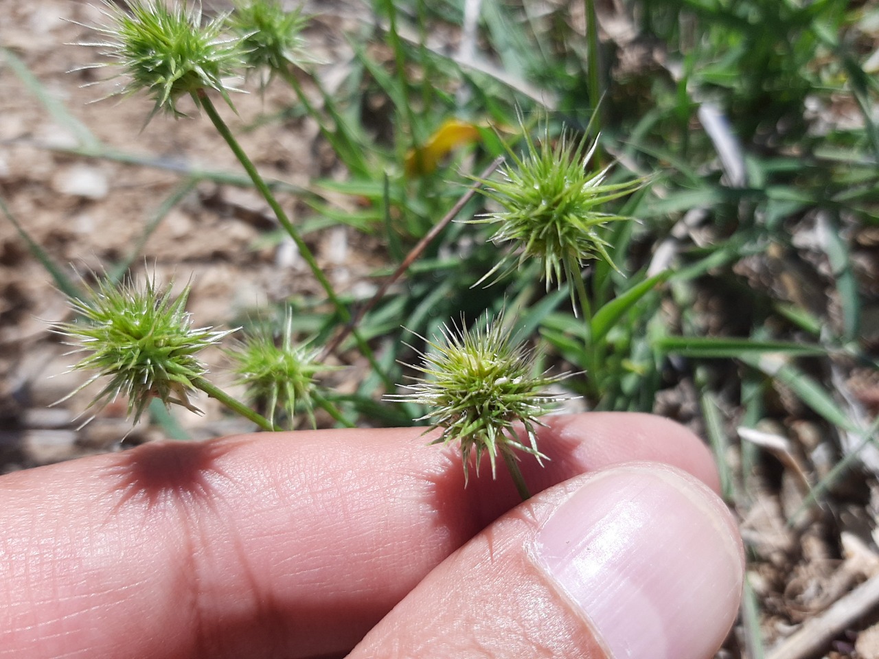 Echinaria capitata 