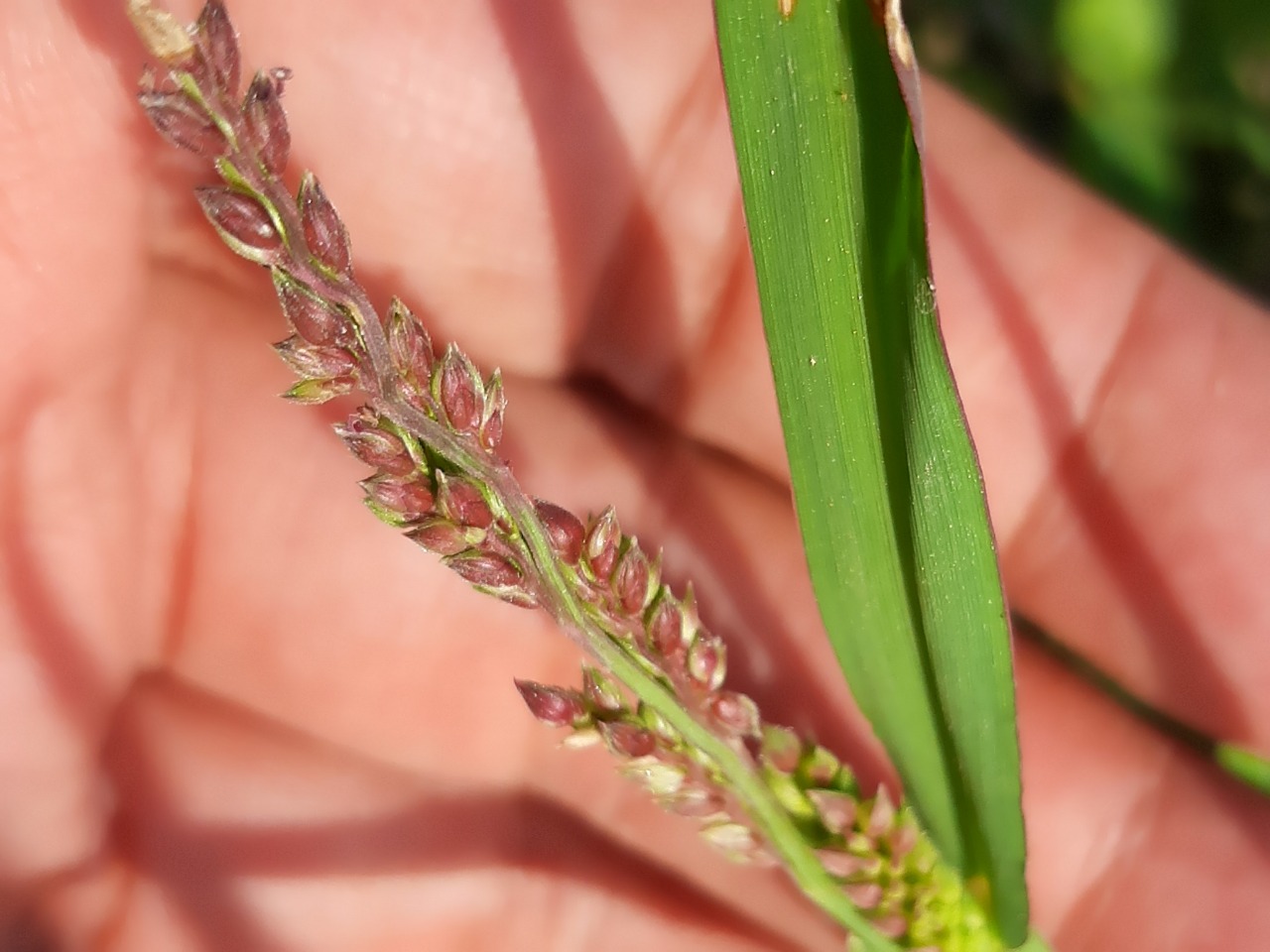 Echinochloa crus-galli 